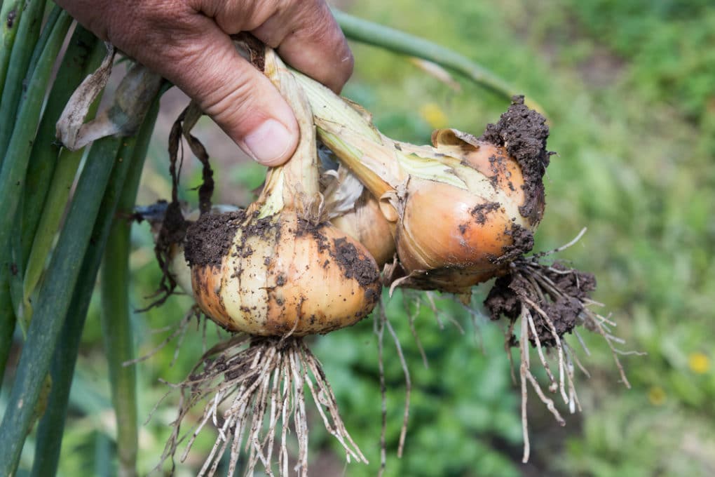 When to Harvest Red Onions » Top Timing Tips