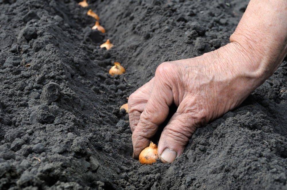How Deep Do You Plant Onions Top Planting Tips