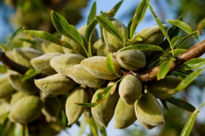 how-do-almonds-grow