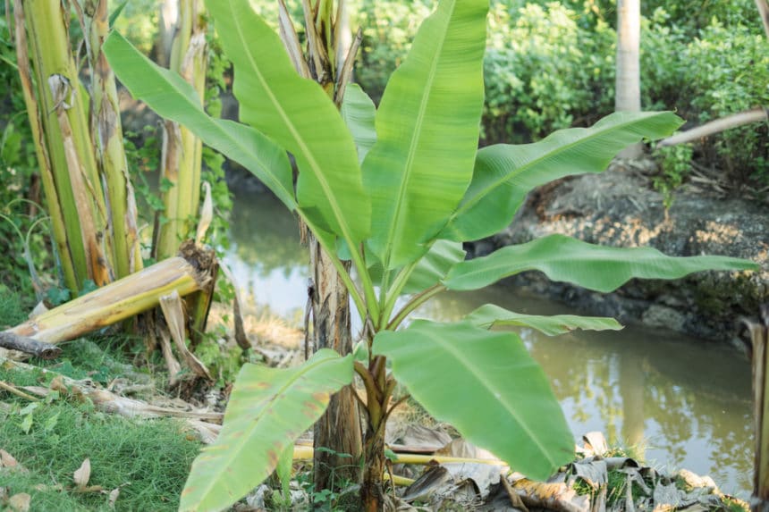 Where Do Bananas Grow? » Top Facts