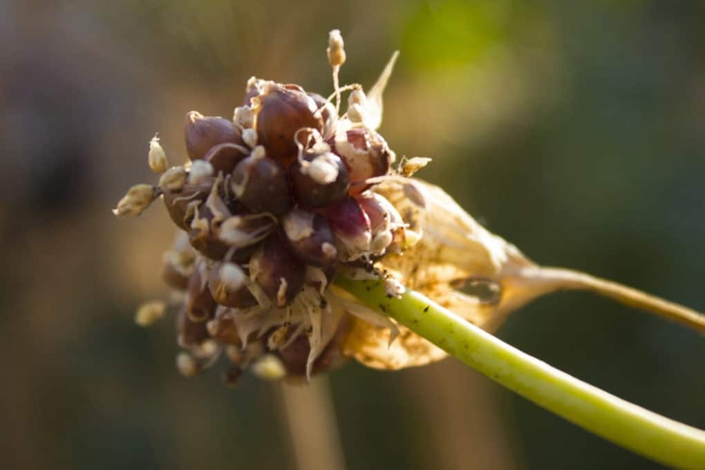 How Far Apart to Plant Onions » Top Spacing Tips