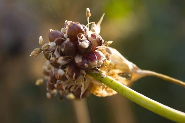 How do onions reproduce tips on making babies