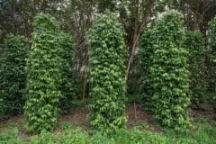 how-does-black-pepper-grow