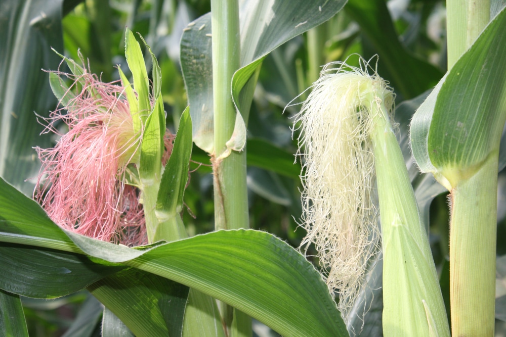How Does Corn Pollinate Top Facts Tips