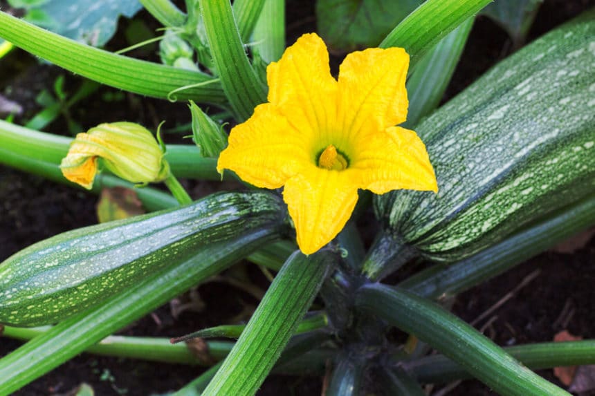 Female Zucchini Flowers » Knowing the Girls from Boys