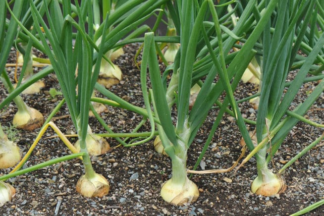how long does it take for onions to mature
