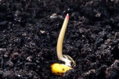 how-long-for-corn-to-germinate