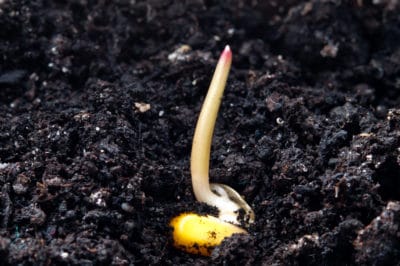 how-long-for-corn-to-germinate