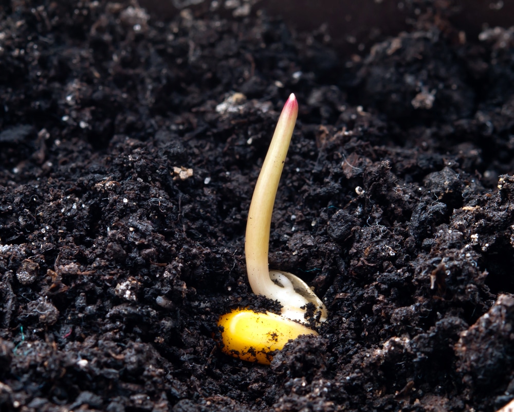 How Long For Corn to Germinate? » Top Facts & Tips
