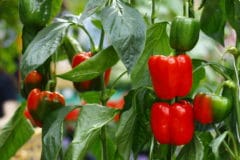 how-many-bell-peppers-per-plant