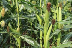 how-many-ears-of-corn-per-plant