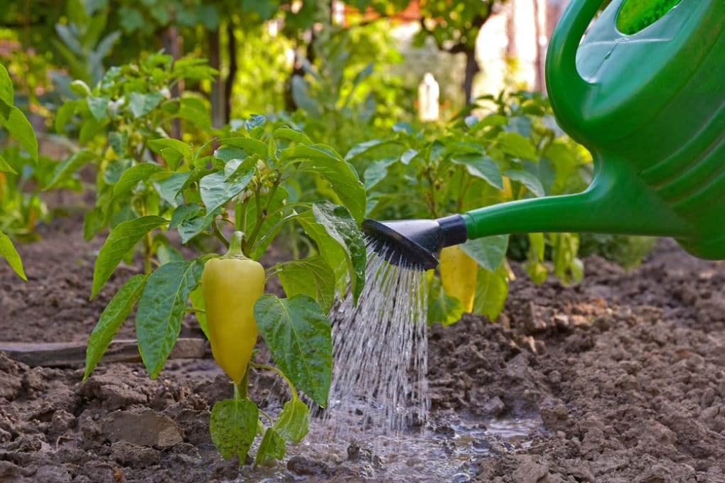 download free pruning pepper plants download free pruning pepper plants