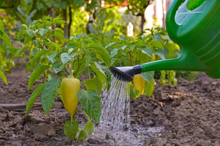 How Much Water Does Corn Need? » Top Tips