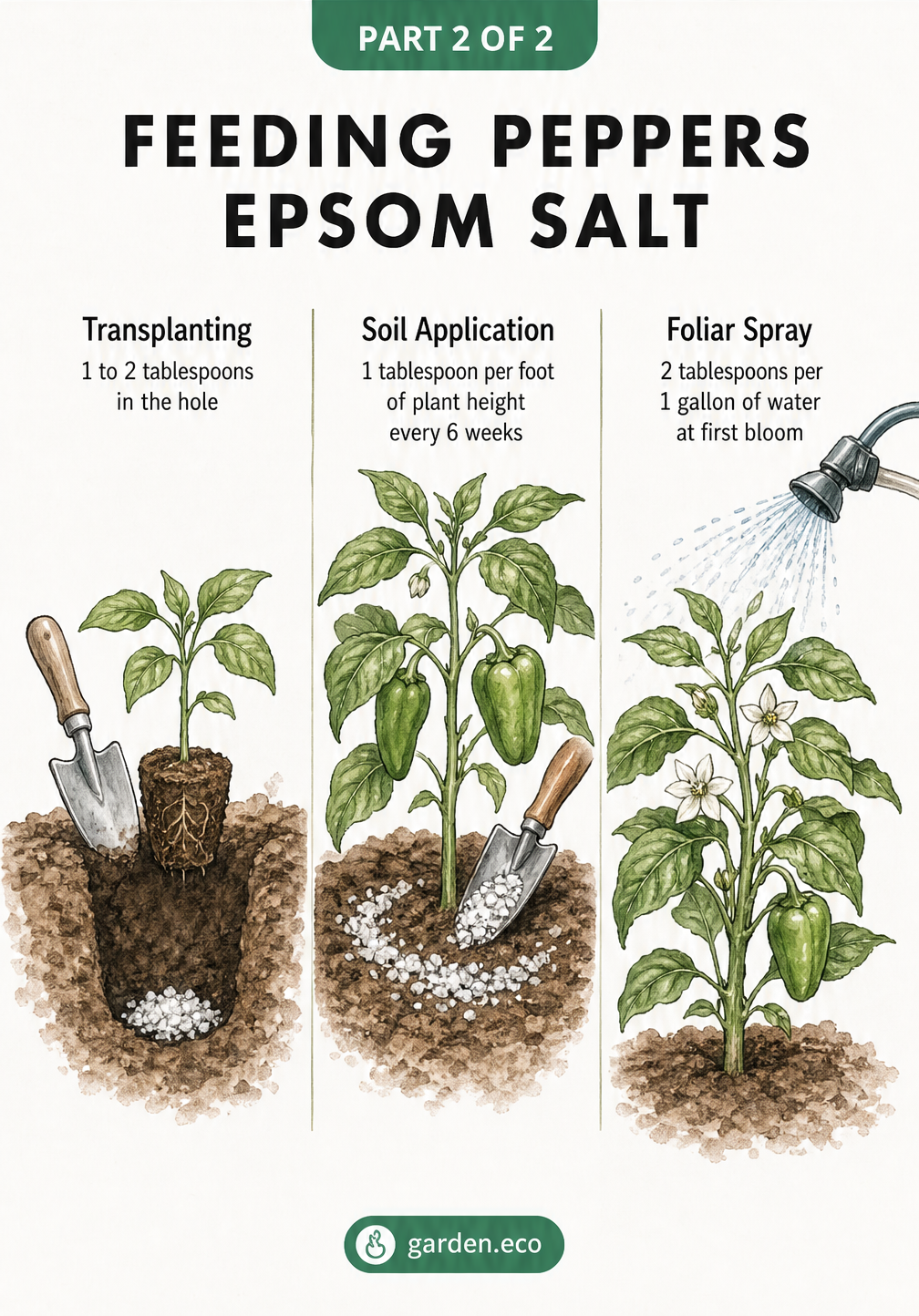 Three-panel illustration showing how to apply Epsom salt to pepper plants during transplanting, soil application, and as a foliar spray.