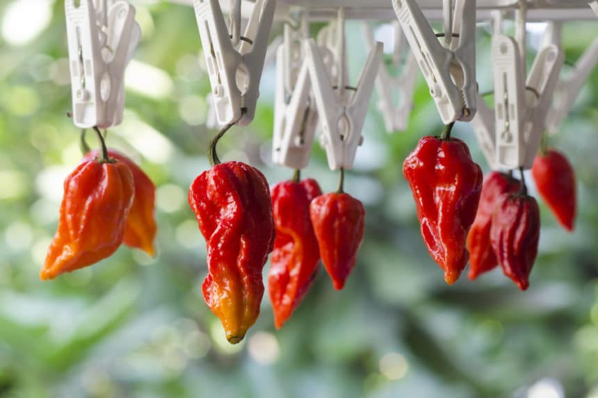 How to Dry Ghost Peppers » Keeping Them Tasty