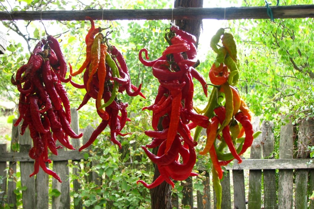 How to Dry Ghost Peppers » Keeping Them Tasty