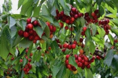 how-to-grow-a-cherry-tree