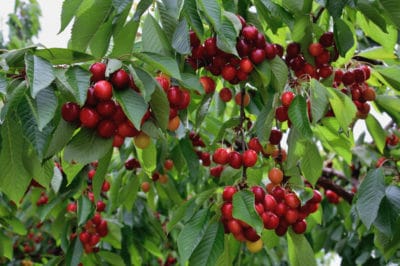 how-to-grow-a-cherry-tree