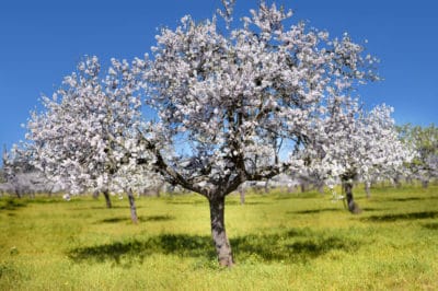 how-to-grow-almonds
