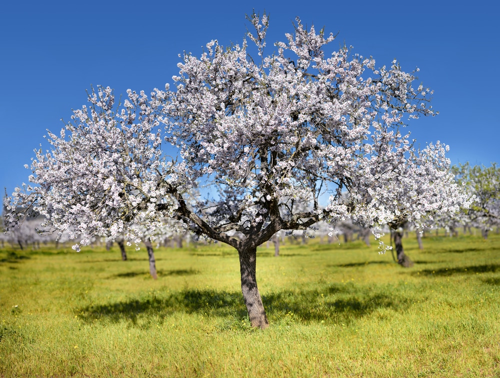 How To Grow Almonds Like A Pro