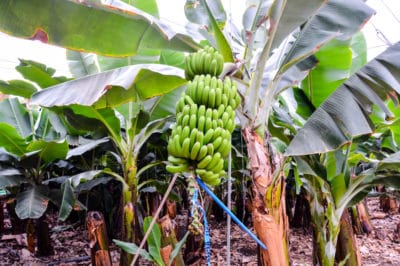 how-to-grow-bananas