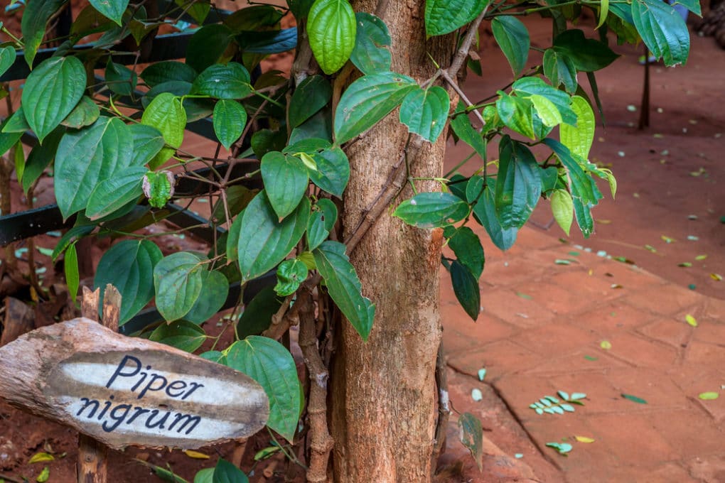 How Does Black Pepper Grow? » Top Tips for Success