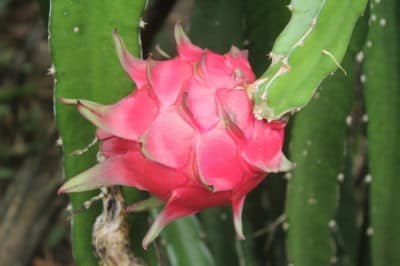 how-to-grow-dragon-fruit