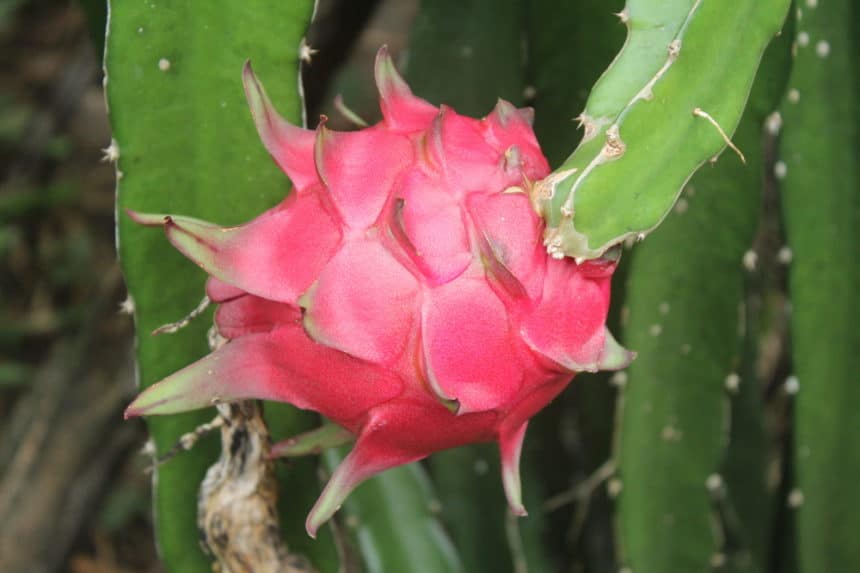 Dragon Fruit Plant Care Keeping It Happy Healthy Dragon Fruit Plant Care Keeping It Happy Healthy
