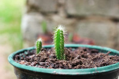 how-to-grow-dragon-fruit-in-pots