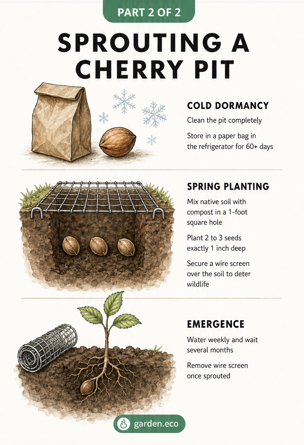 Three-step botanical illustration showing how to sprout a cherry pit: cold dormancy in a fridge, spring planting with a wire screen, and seedling emergence.
