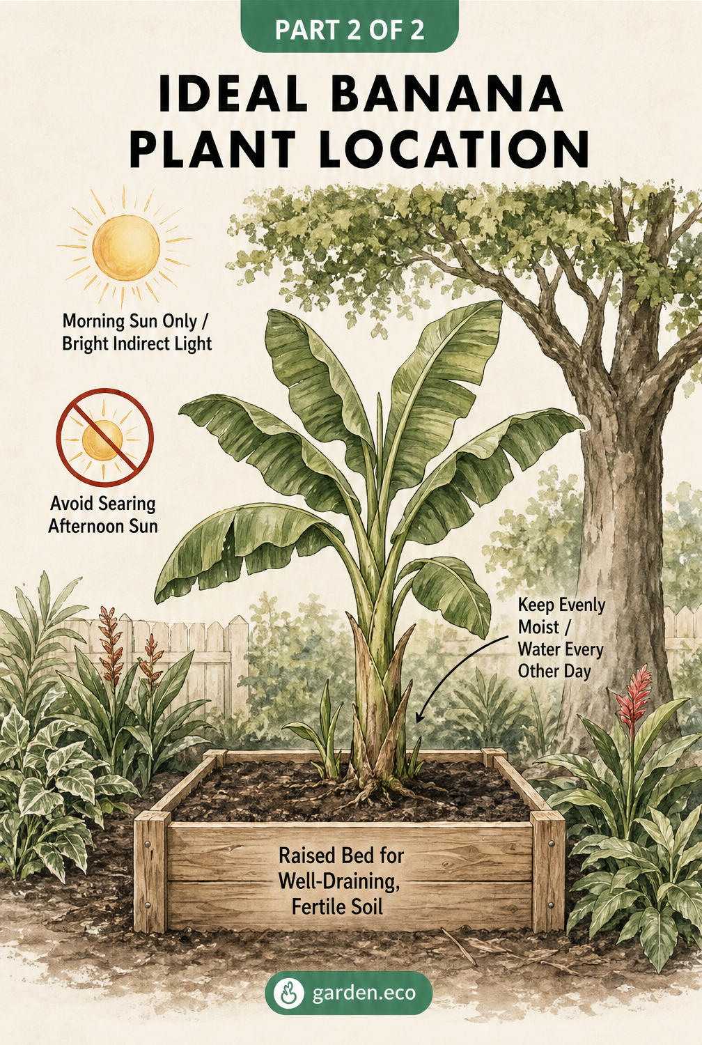 Cross-section illustration of a banana plant growing in a raised bed, showing ideal sunlight and watering conditions.
