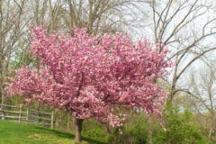 kwanzan-cherry-tree-facts