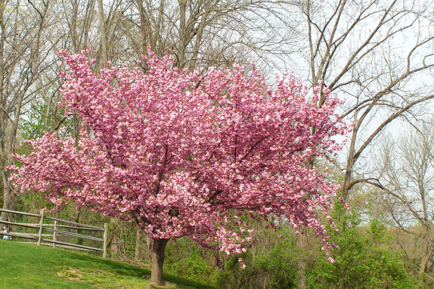 Weeping Cherry Tree Size » All the Facts