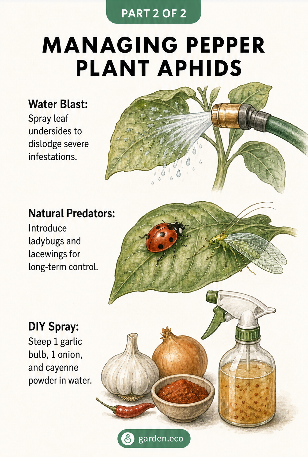 Three natural methods for managing aphids on pepper plants: a water blast from a hose, introducing ladybugs and lacewings, and a DIY garlic and cayenne spray.