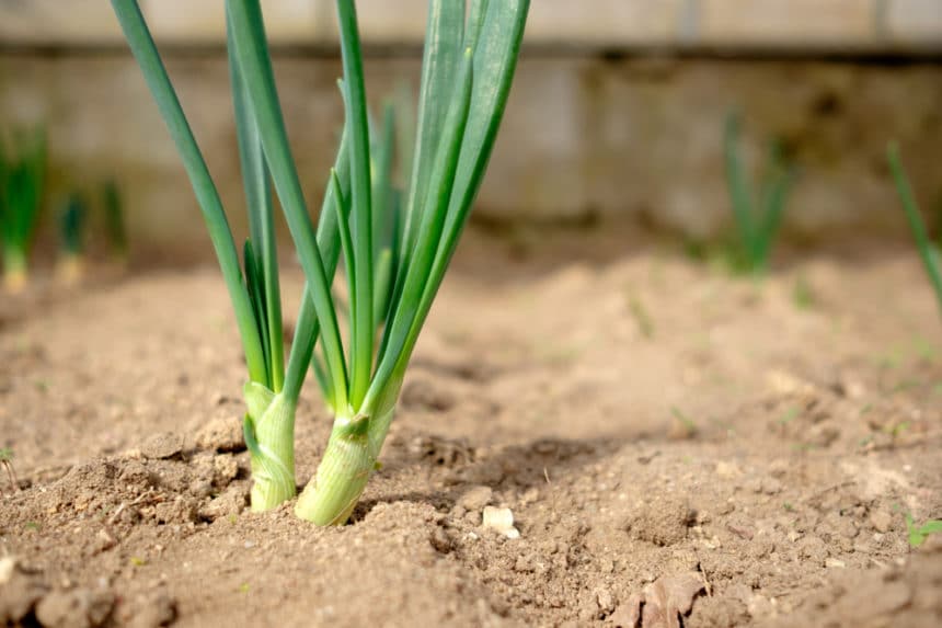 Multiplier Onions » Top Tips on Green Onions or Scallions