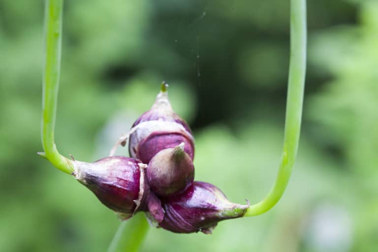 Multiplying onions top planting growing tips