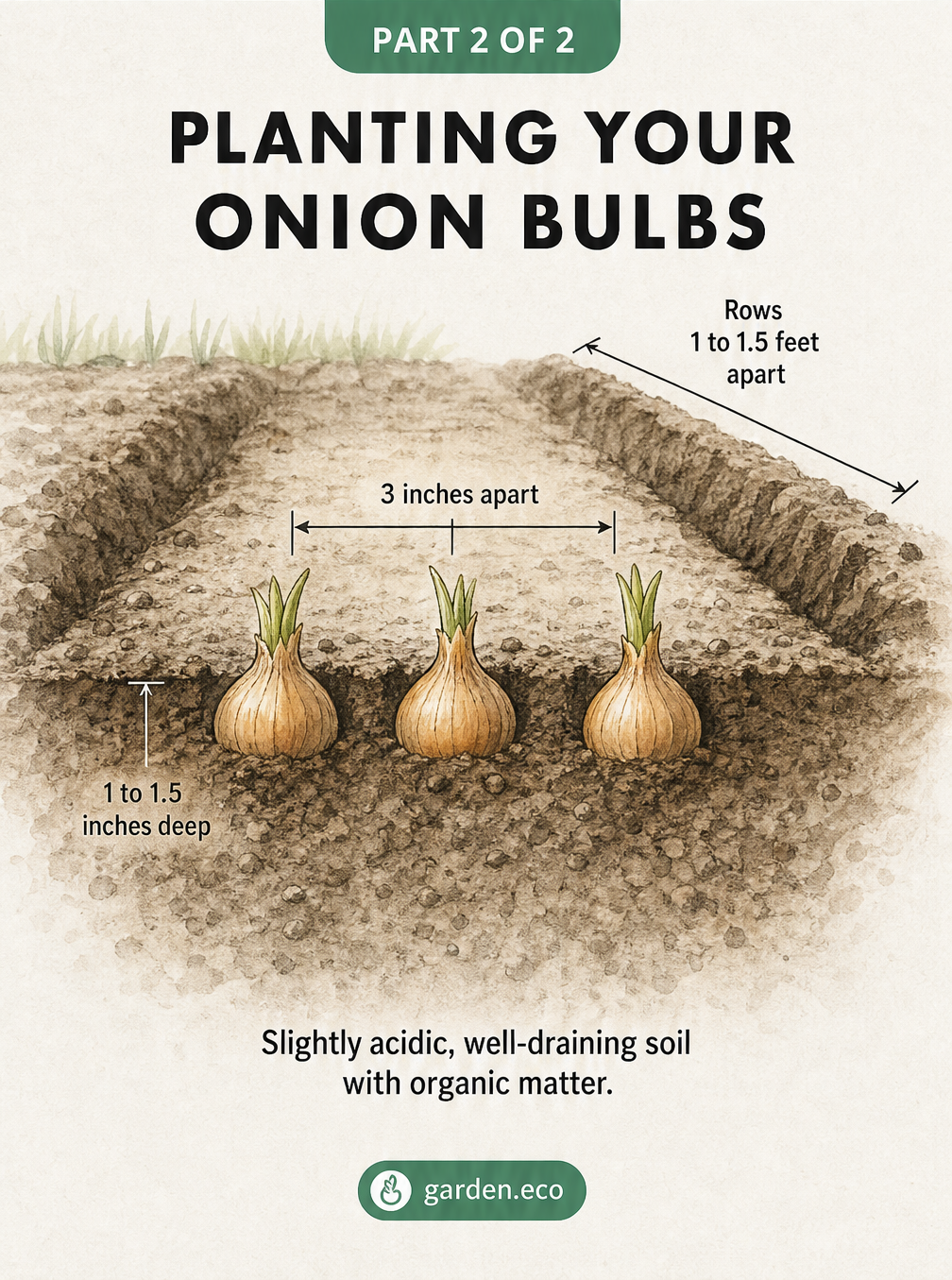 Illustration showing how to plant onion bulbs with exact spacing and depth measurements