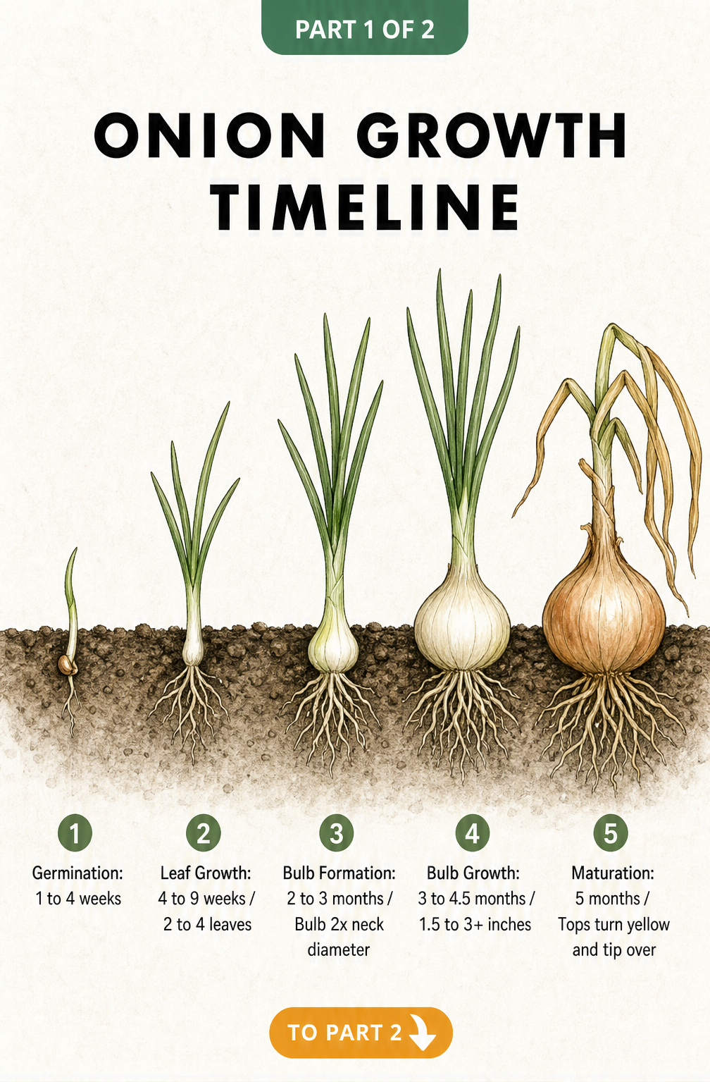 Botanical illustration showing the five growth stages of an onion plant from germination to maturation