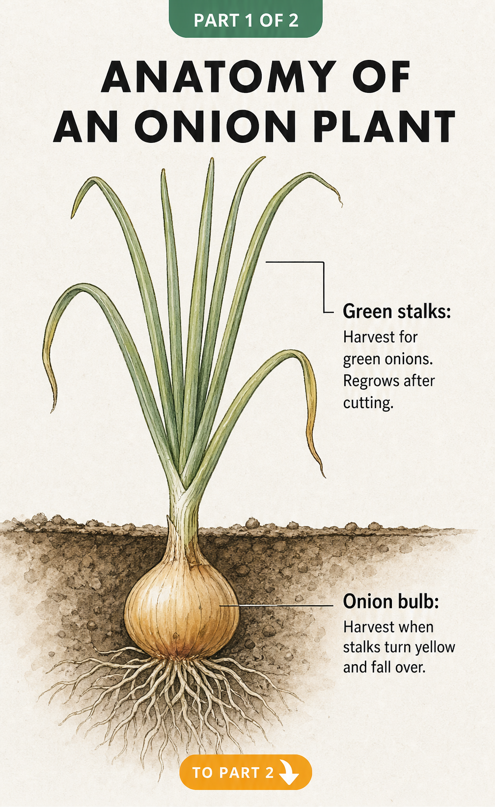 Cross-section illustration showing the anatomy of an onion plant with green stalks above ground and the yellow bulb below ground