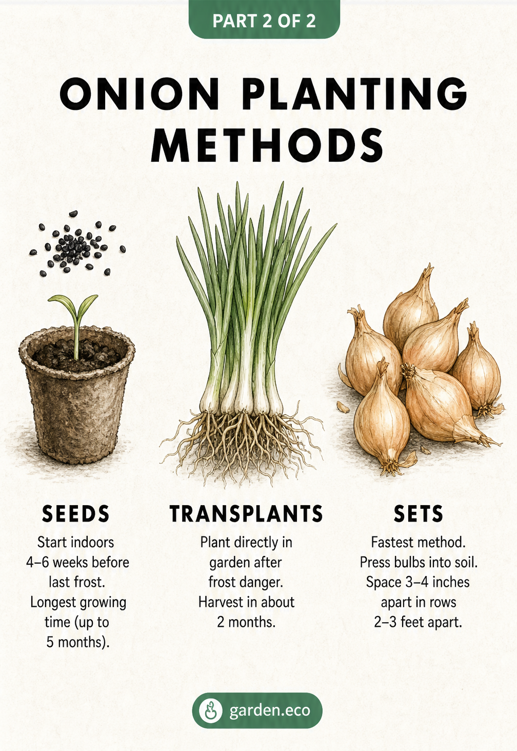 Illustration comparing three onion planting methods: seeds, transplants, and sets