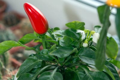 overwintering-peppers