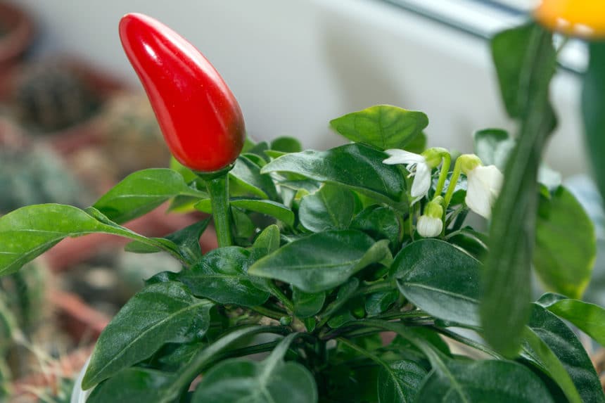 Coffee And Epsom Salt For Papaya Plants