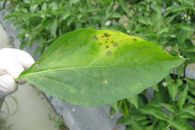 Pepper Diseases » Top Tips on Diagnosing & Treatments