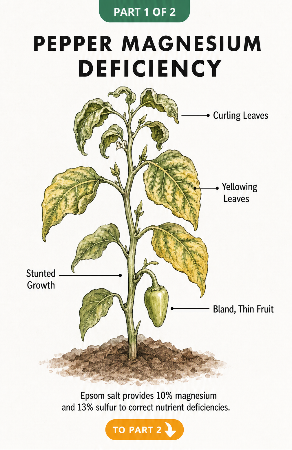 Botanical illustration showing signs of magnesium deficiency in a pepper plant, including curling leaves, yellowing leaves, stunted growth, and bland fruit.