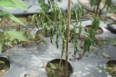 pepper-plants-wilting