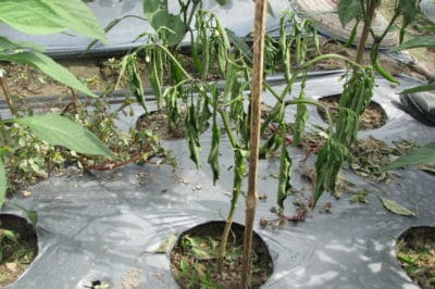 pepper-plants-wilting