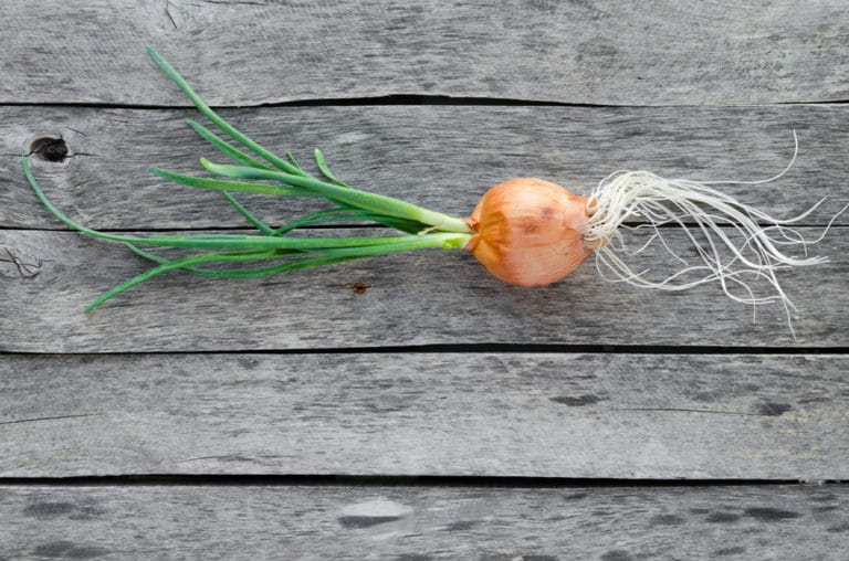 Planting Onions in The Fall » All The Top Tips