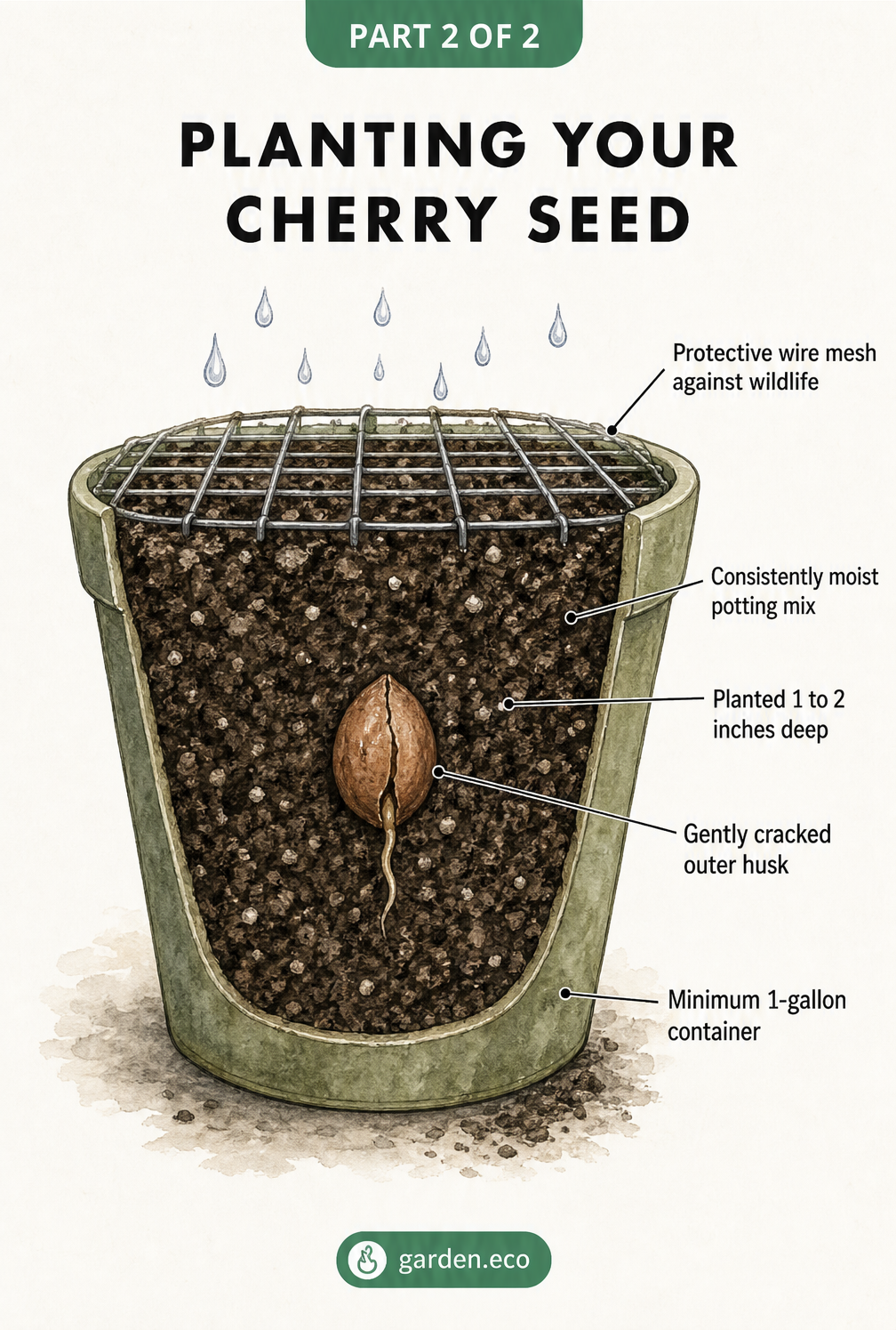 Cross-section illustration of a cracked cherry pit planted in a large pot with moist soil, protected by a wire mesh on the surface.