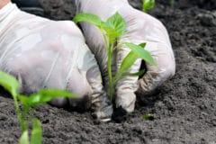 planting-green-peppers