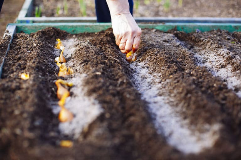 Planting Onions In Fall? Here'S What You Must Know! - qeqb59z